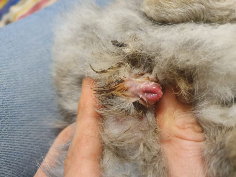 Conejo con posible trastorno hormonal en la zona genital.