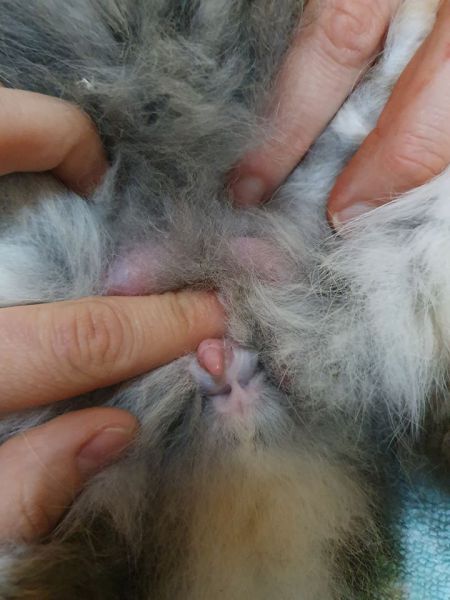 Conejo con posible trastorno hormonal en su zona genital.