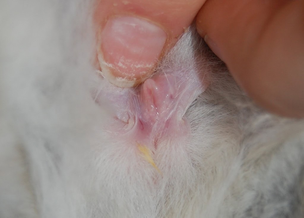 Imagen de un conejo mostrando signos de trastornos hormonales en su área genital.