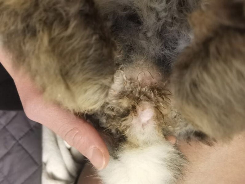 Conejo con pelo sucio y piel irritada, necesita baño y cuidados especializados.