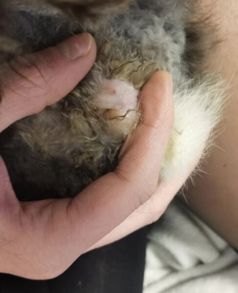 Conejo con cola sucia y enrojecida, atención veterinaria necesaria.