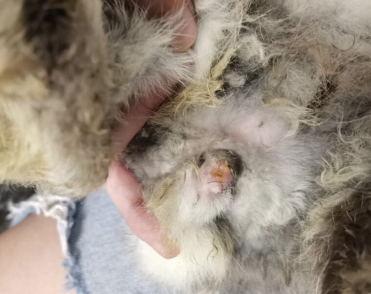 Conejo con cola sucia y enrojecida, atención veterinaria necesaria.