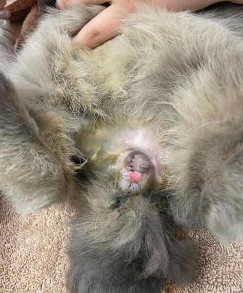 Conejo con cola sucia y piel irritada, necesita atención veterinaria y limpieza adecuada.