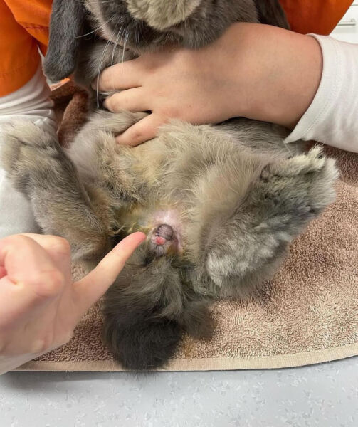 Conejo con cola sucia y atención veterinaria.