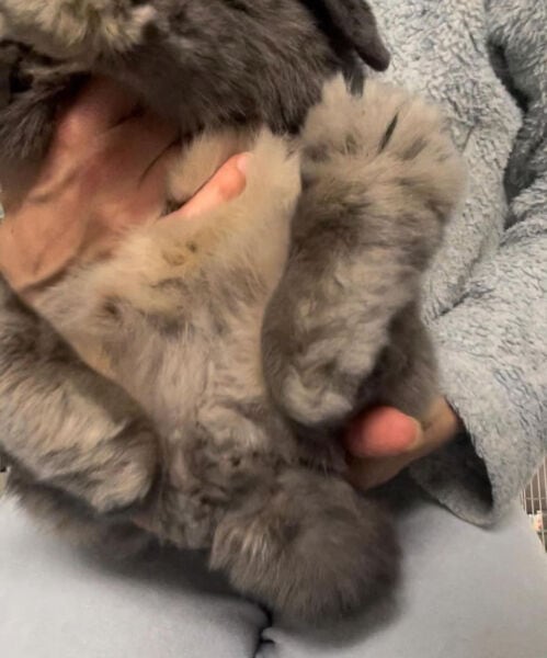 Conejo con cola sucia y enjuague para higiene.