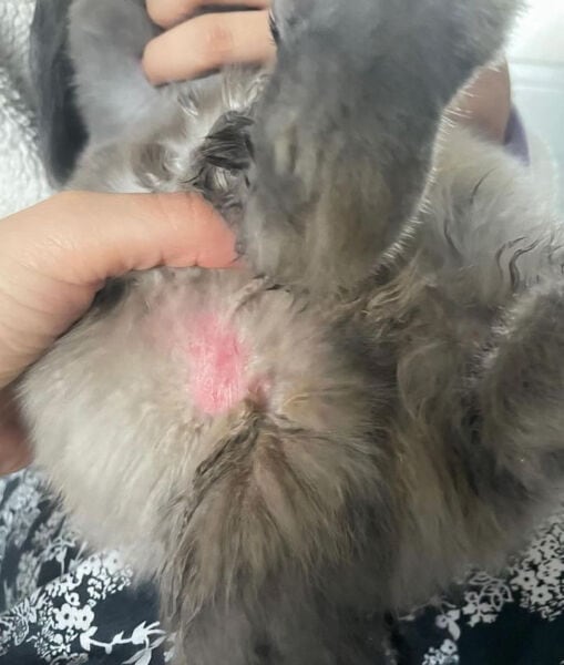 Cola sucia en conejos: cómo limpiar y cuidar su piel.