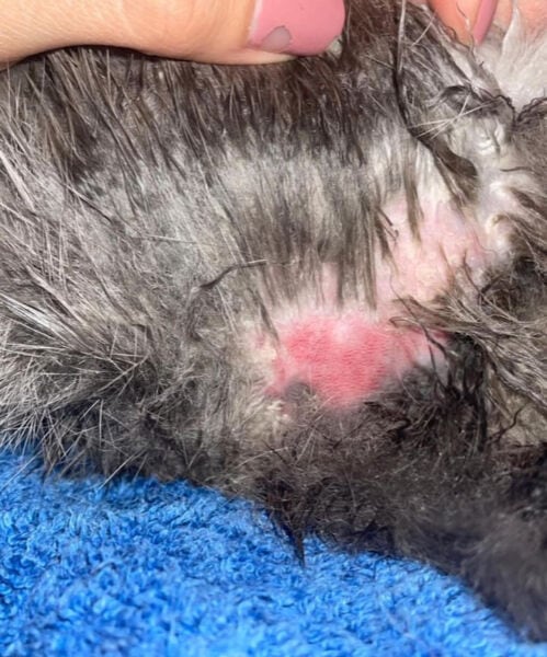 Cola sucia en conejos: cómo limpiar, bañarlos y cuidados esenciales de la piel.