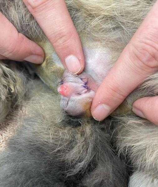 Cuidado de la piel en conejos con cola sucia, incluyendo limpieza y atención a heridas o infecciones.