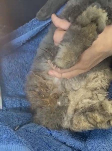 Conejo con cola sucia y enjuague para limpieza y cuidado de la piel.