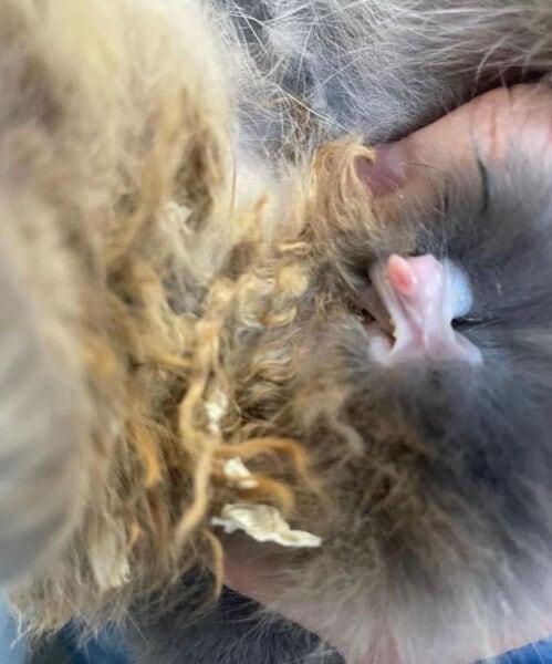 Conejo con cola sucia y enrojecida, necesita limpieza y atención veterinaria.