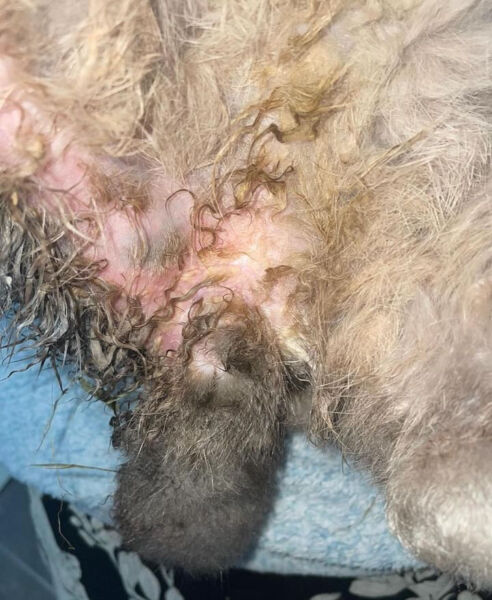 Conejo con pelo sucio y enrojecido en la zona de la piel.